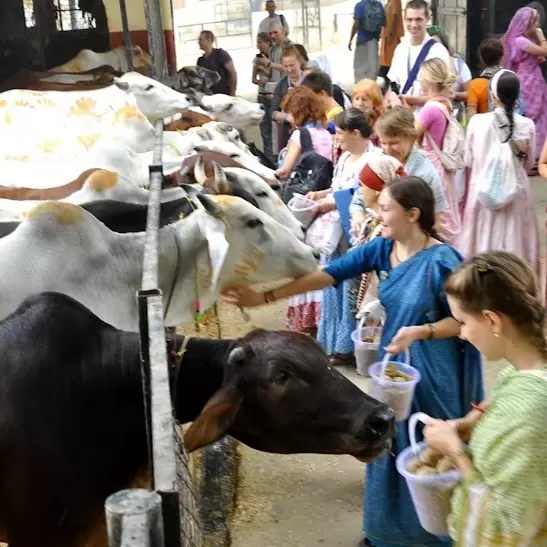Gomata Sewa - Cow Service